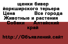 щенки бивер йоркширского терьера › Цена ­ 8 000 - Все города Животные и растения » Собаки   . Алтайский край